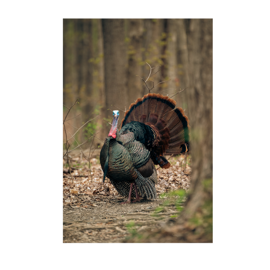 Preparing for Turkey Season in Georgia: Tips and Tricks for a Successful Hunt, Including How to Call a Turkey